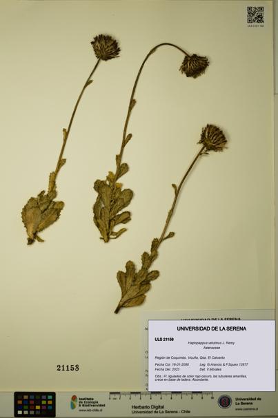 Haplopappus velutinus [Espécimen: ULS:ULS:0021158]