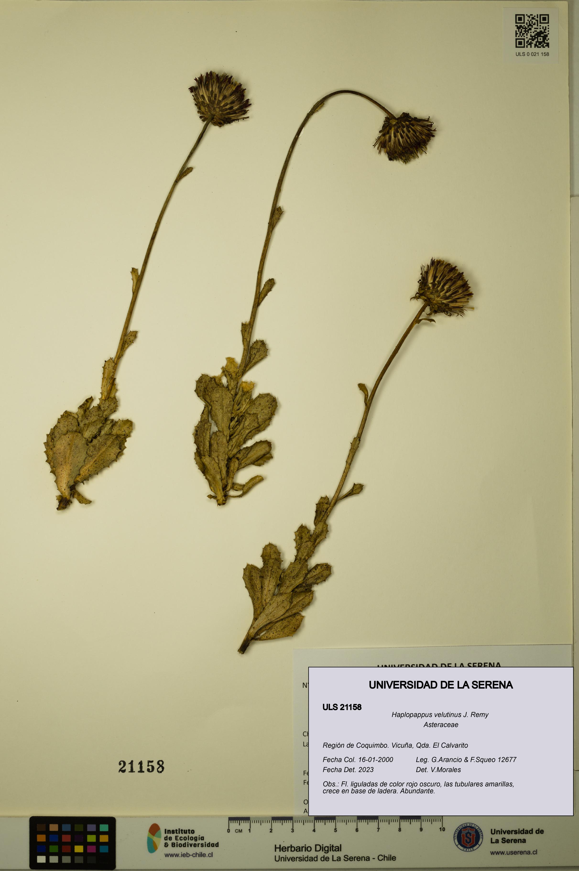 Haplopappus velutinus [Espécimen: ULS:ULS:0021158]