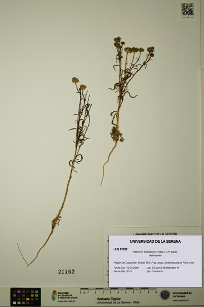 Helenium aromaticum [Espécimen: ULS:ULS:0021162]