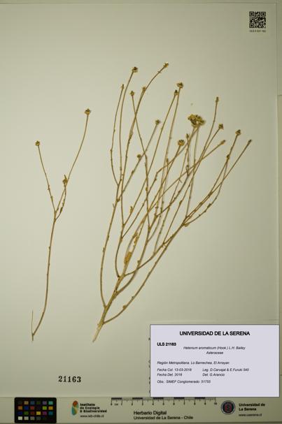 Helenium aromaticum [Espécimen: ULS:ULS:0021163]