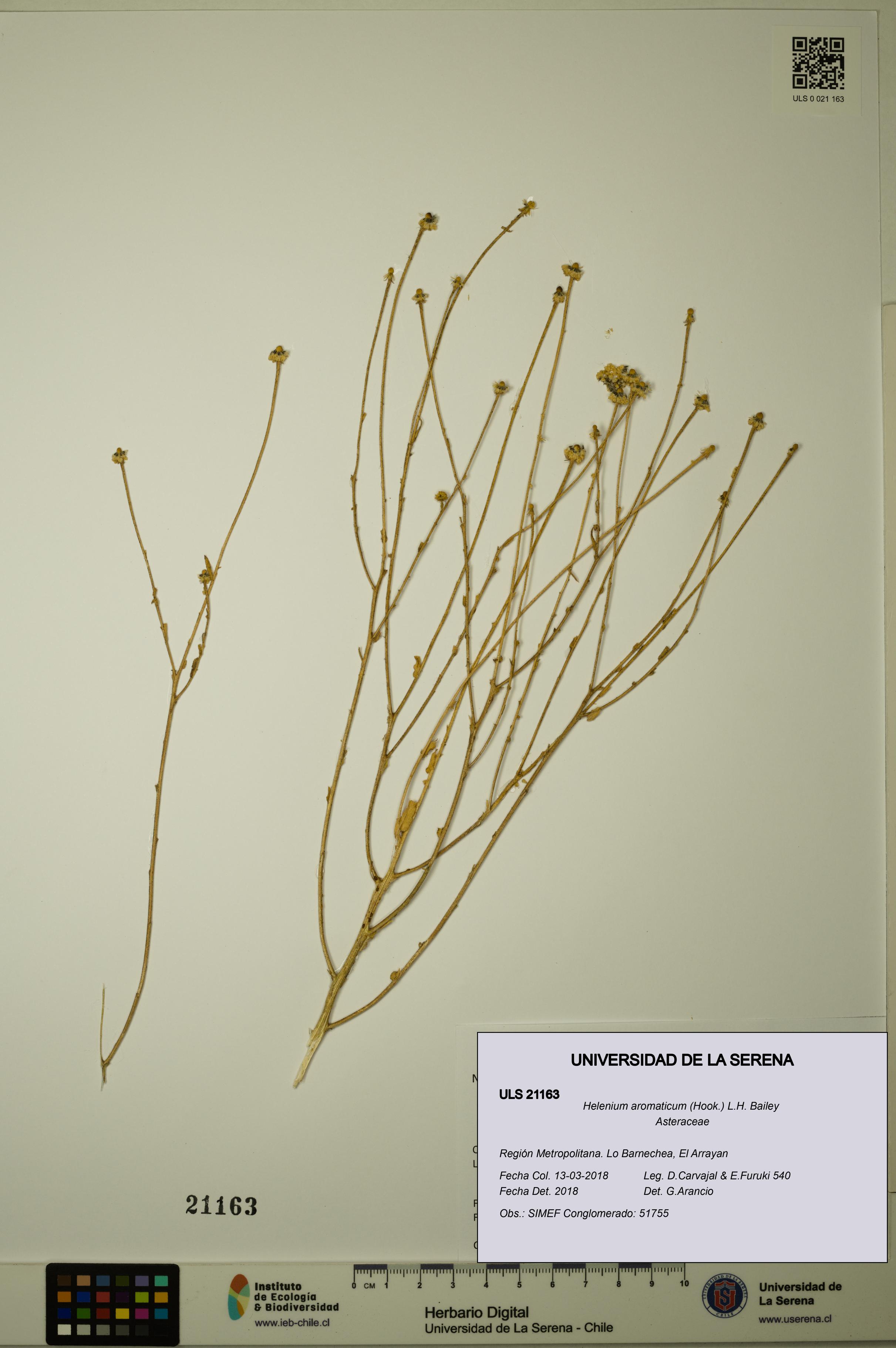 Helenium aromaticum [Espécimen: ULS:ULS:0021163]