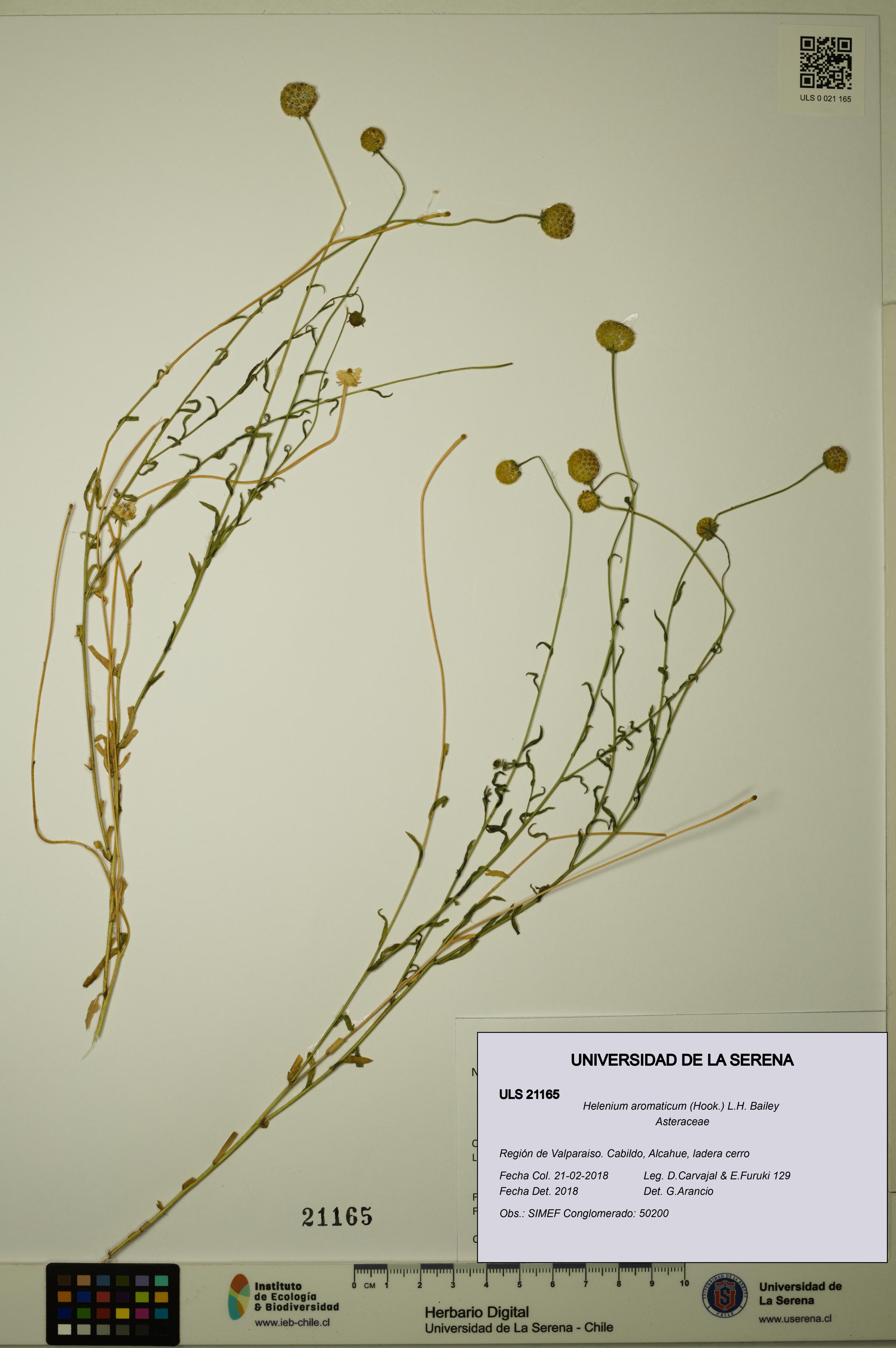 Helenium aromaticum [Espécimen: ULS:ULS:0021165]