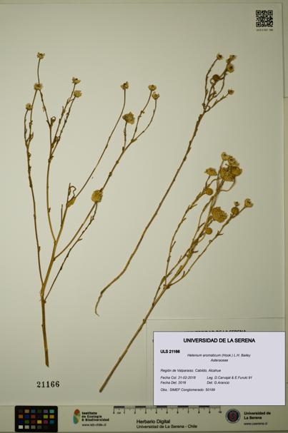 Helenium aromaticum [Espécimen: ULS:ULS:0021166]