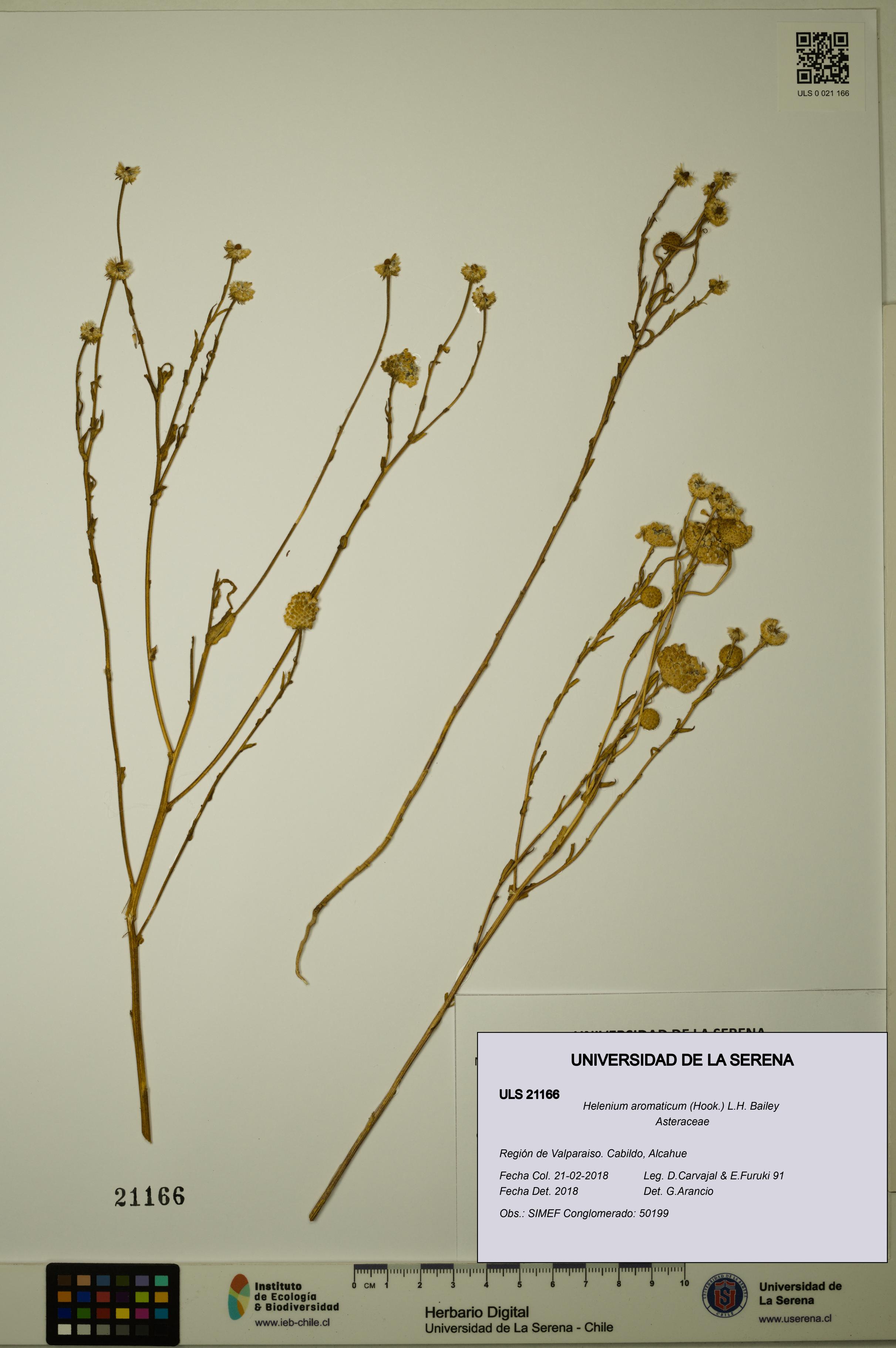Helenium aromaticum [Espécimen: ULS:ULS:0021166]