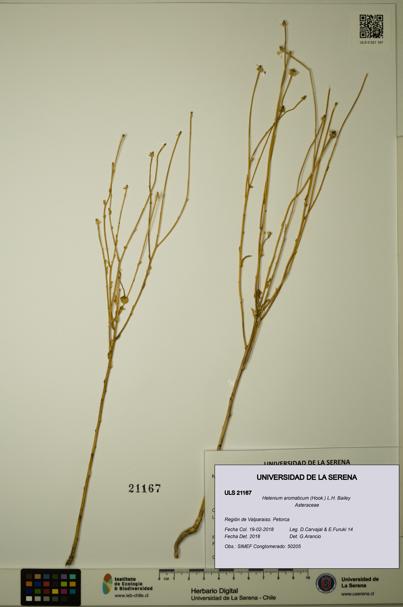 Helenium aromaticum [Espécimen: ULS:ULS:0021167]