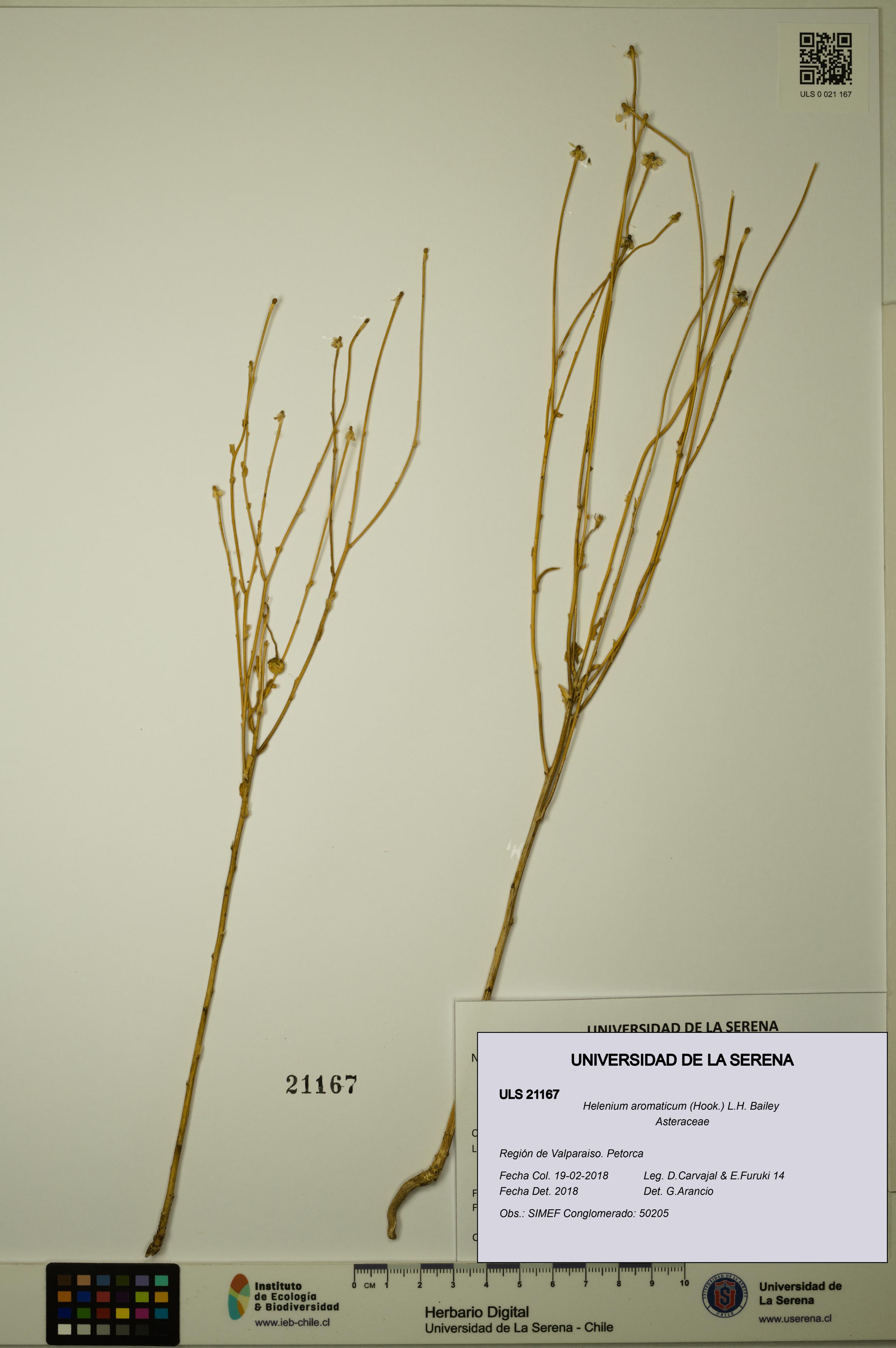 Helenium aromaticum [Espécimen: ULS:ULS:0021167]