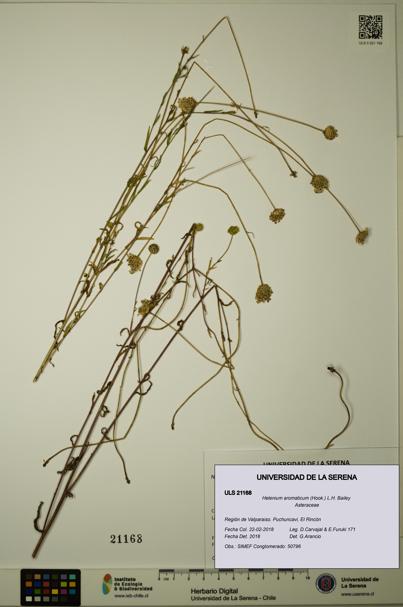 Helenium aromaticum [Espécimen: ULS:ULS:0021168]