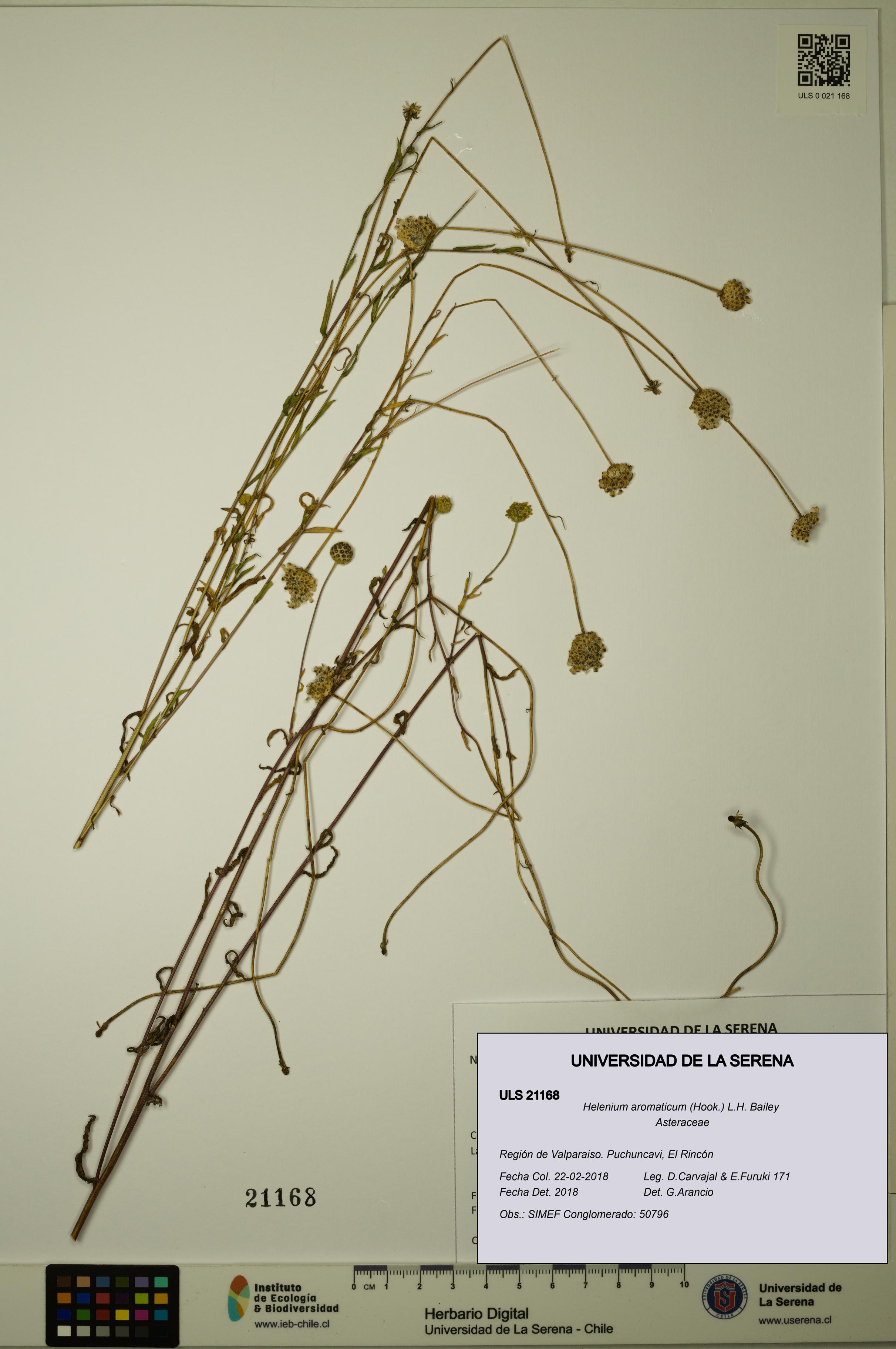 Helenium aromaticum [Espécimen: ULS:ULS:0021168]