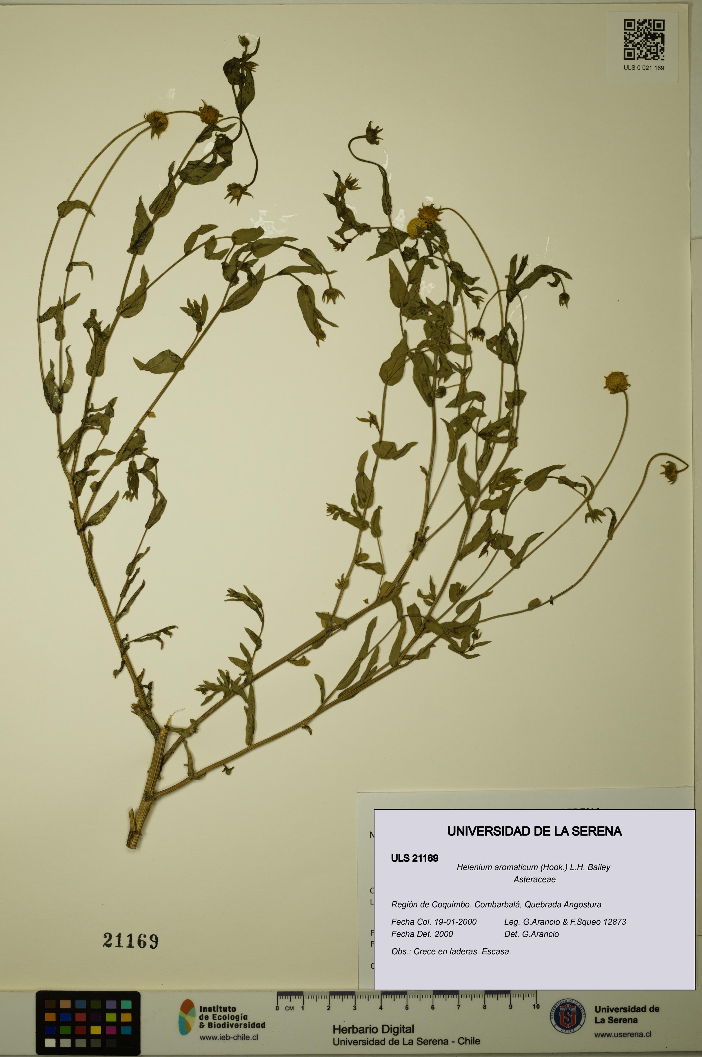Helenium aromaticum [Espécimen: ULS:ULS:0021169]