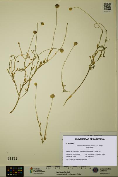 Helenium aromaticum [Espécimen: ULS:ULS:0021171]