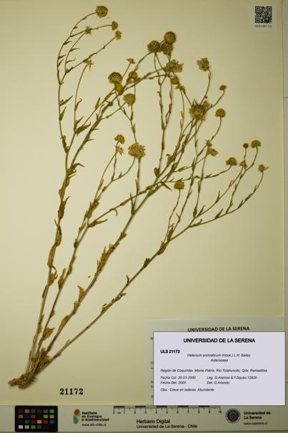 Helenium aromaticum [Espécimen: ULS:ULS:0021172]