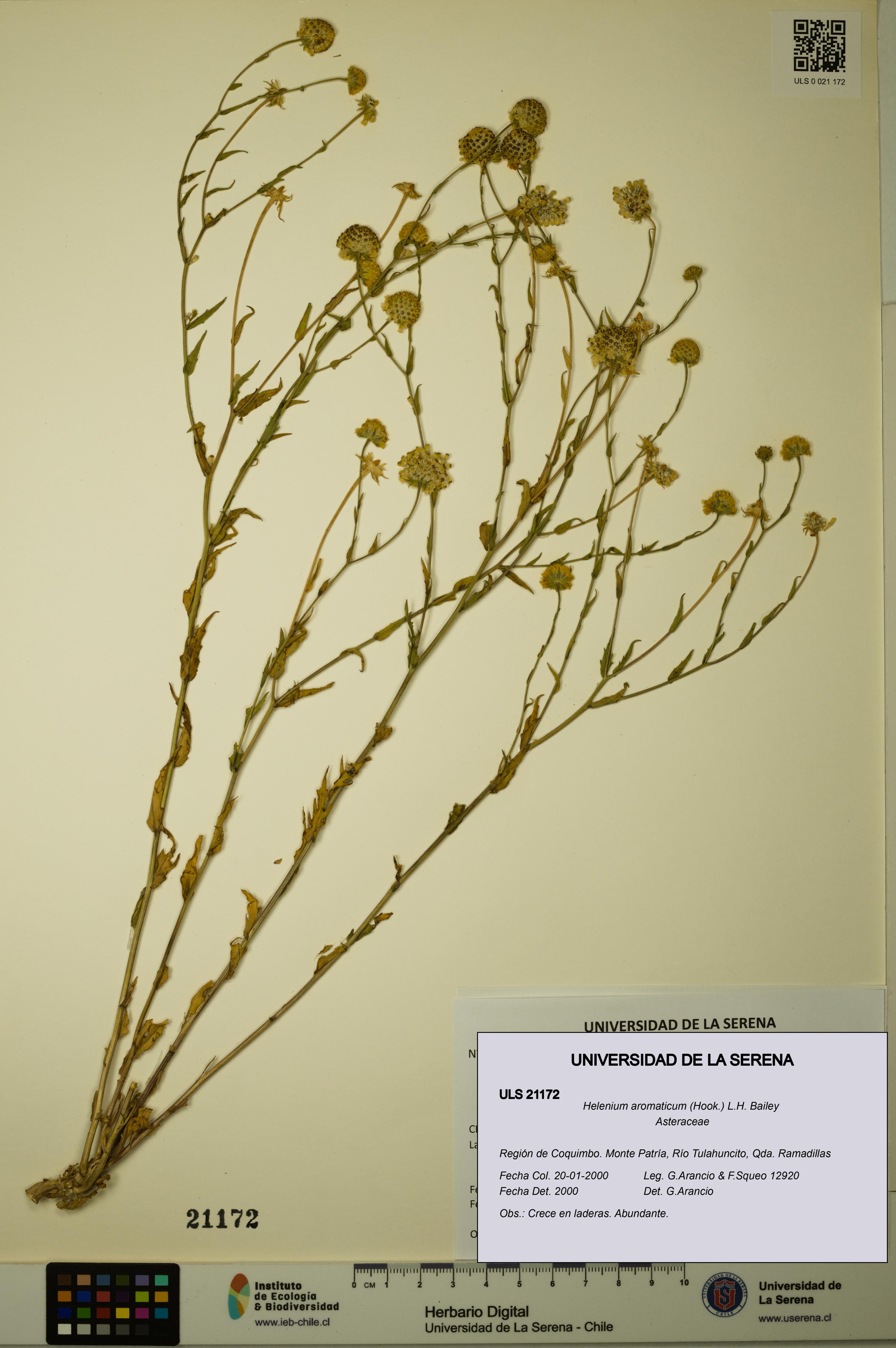 Helenium aromaticum [Espécimen: ULS:ULS:0021172]