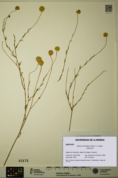Helenium aromaticum [Espécimen: ULS:ULS:0021173]