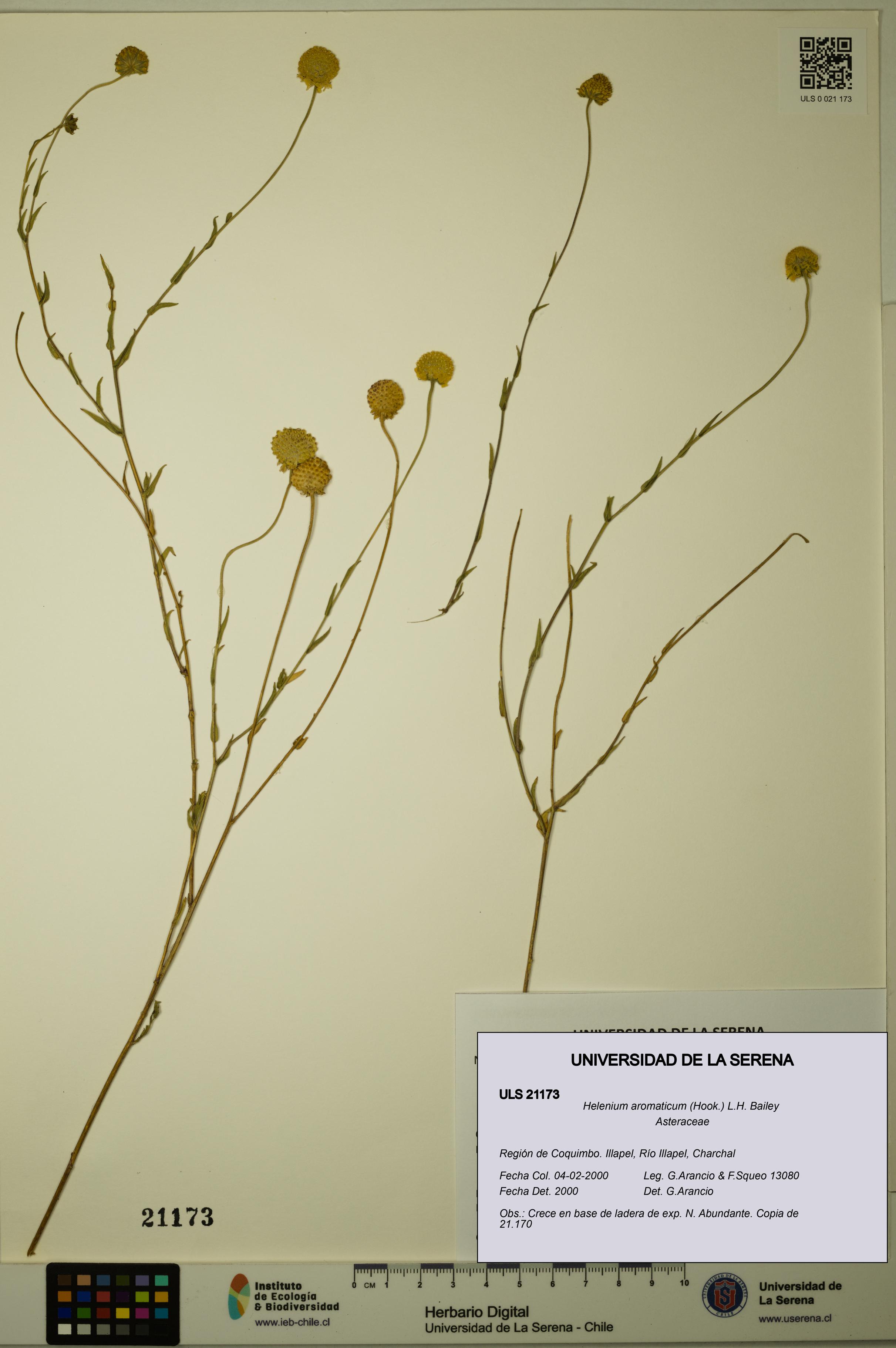 Helenium aromaticum [Espécimen: ULS:ULS:0021173]