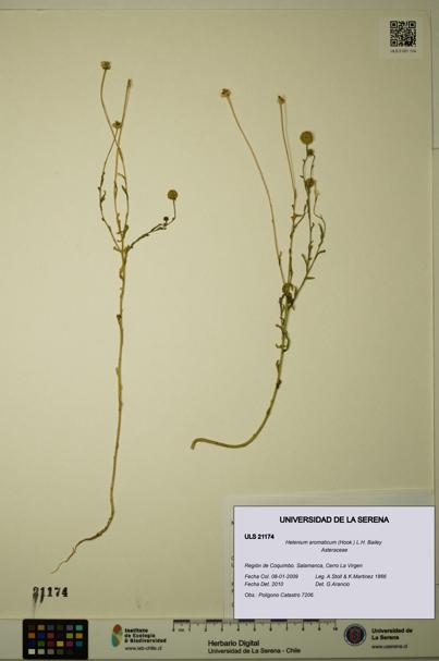 Helenium aromaticum [Espécimen: ULS:ULS:0021174]