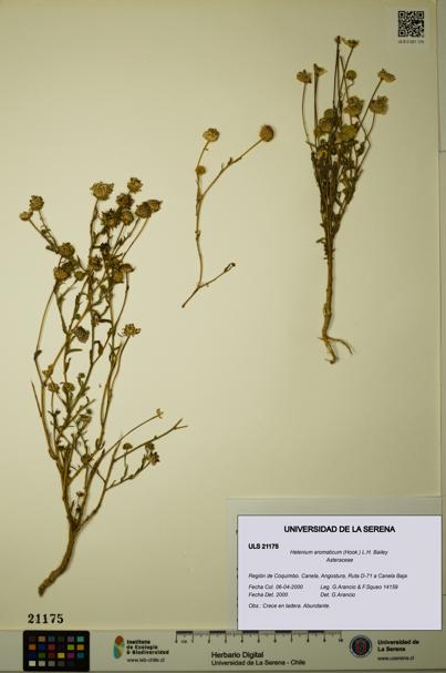 Helenium aromaticum [Espécimen: ULS:ULS:0021175]