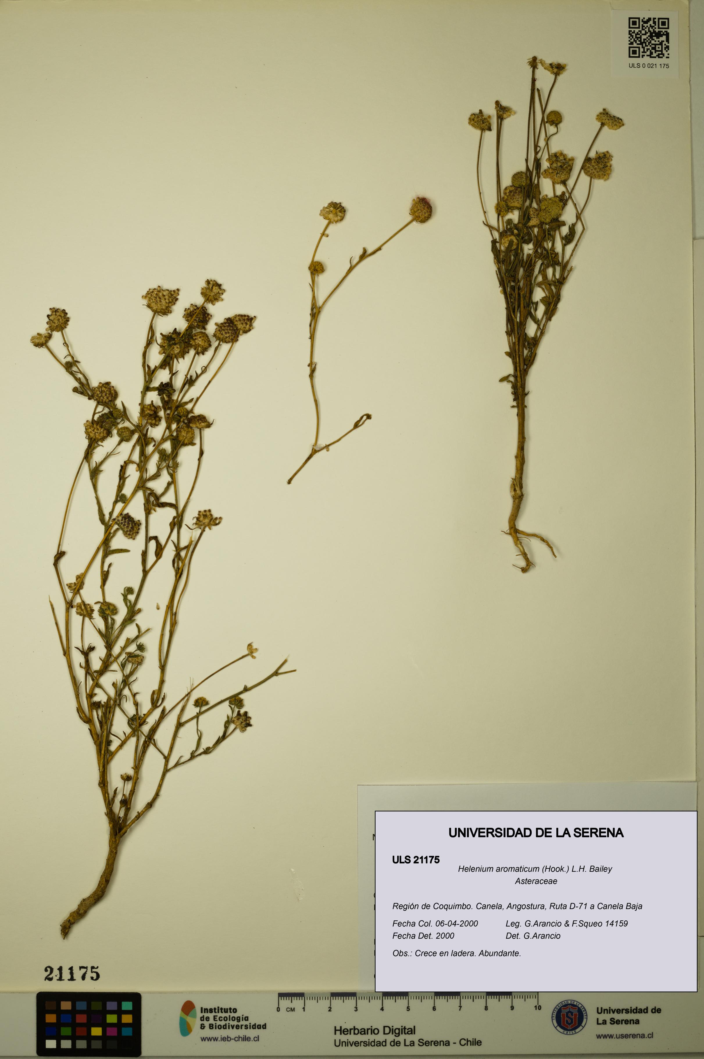 Helenium aromaticum [Espécimen: ULS:ULS:0021175]