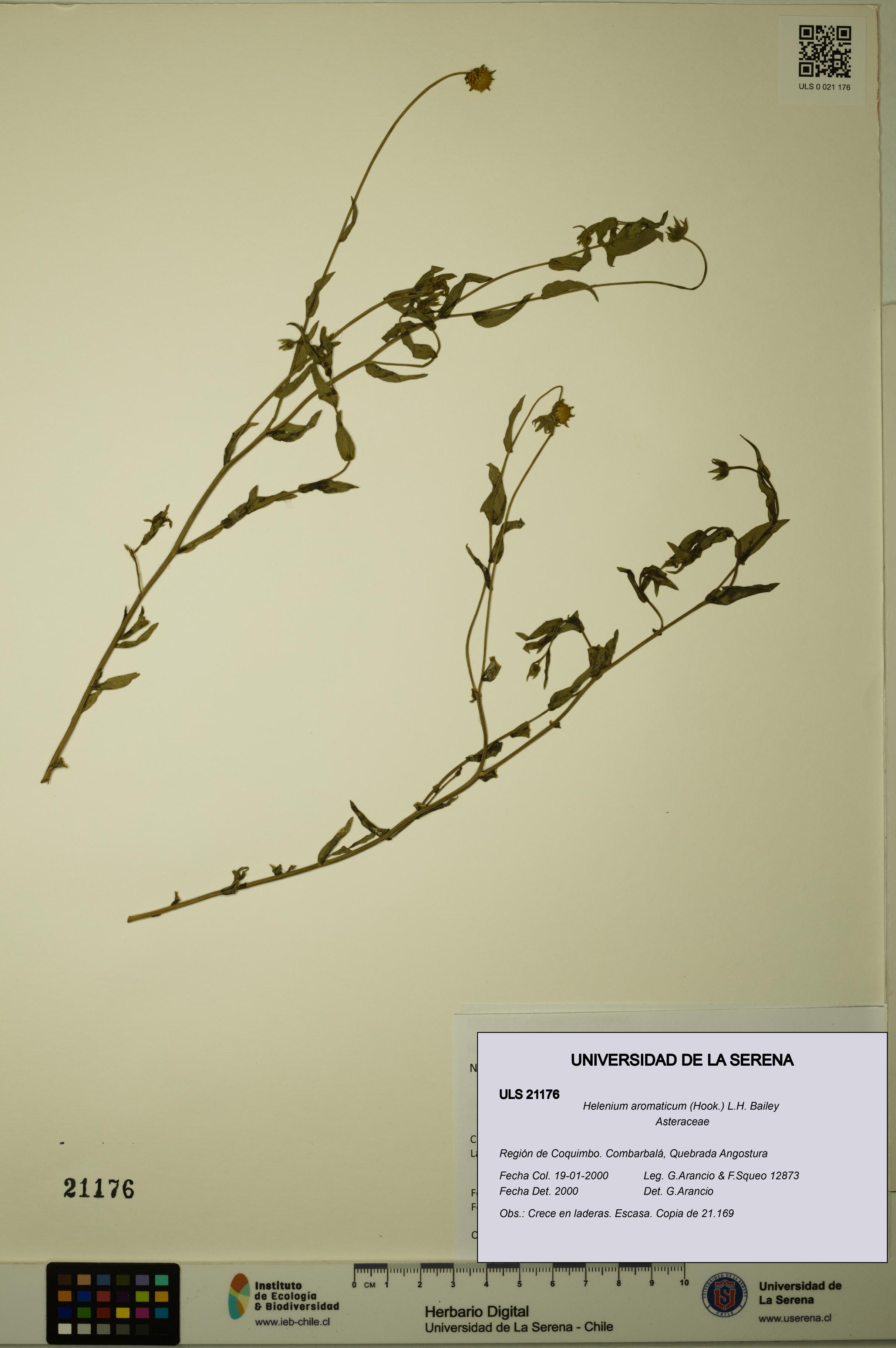 Helenium aromaticum [Espécimen: ULS:ULS:0021176]