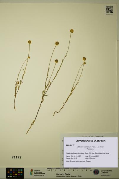 Helenium aromaticum [Espécimen: ULS:ULS:0021177]