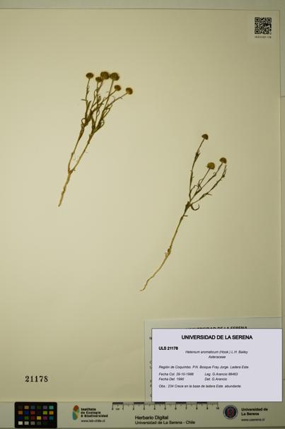 Helenium aromaticum [Espécimen: ULS:ULS:0021178]