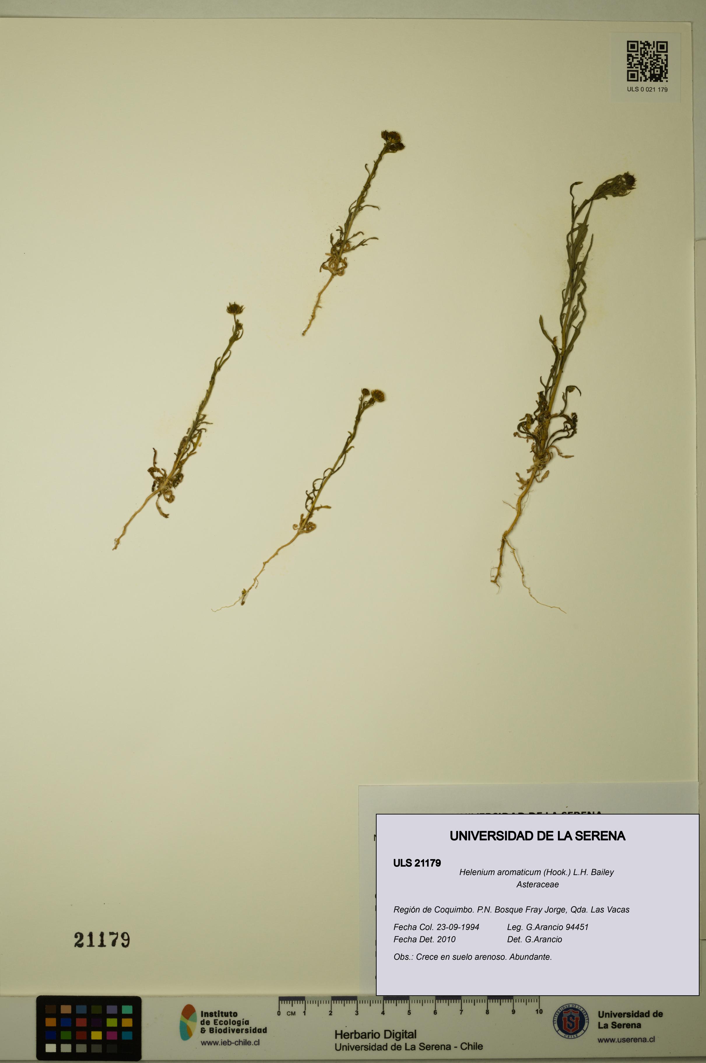 Helenium aromaticum [Espécimen: ULS:ULS:0021179]
