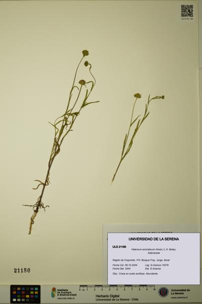 Helenium aromaticum [Espécimen: ULS:ULS:0021180]