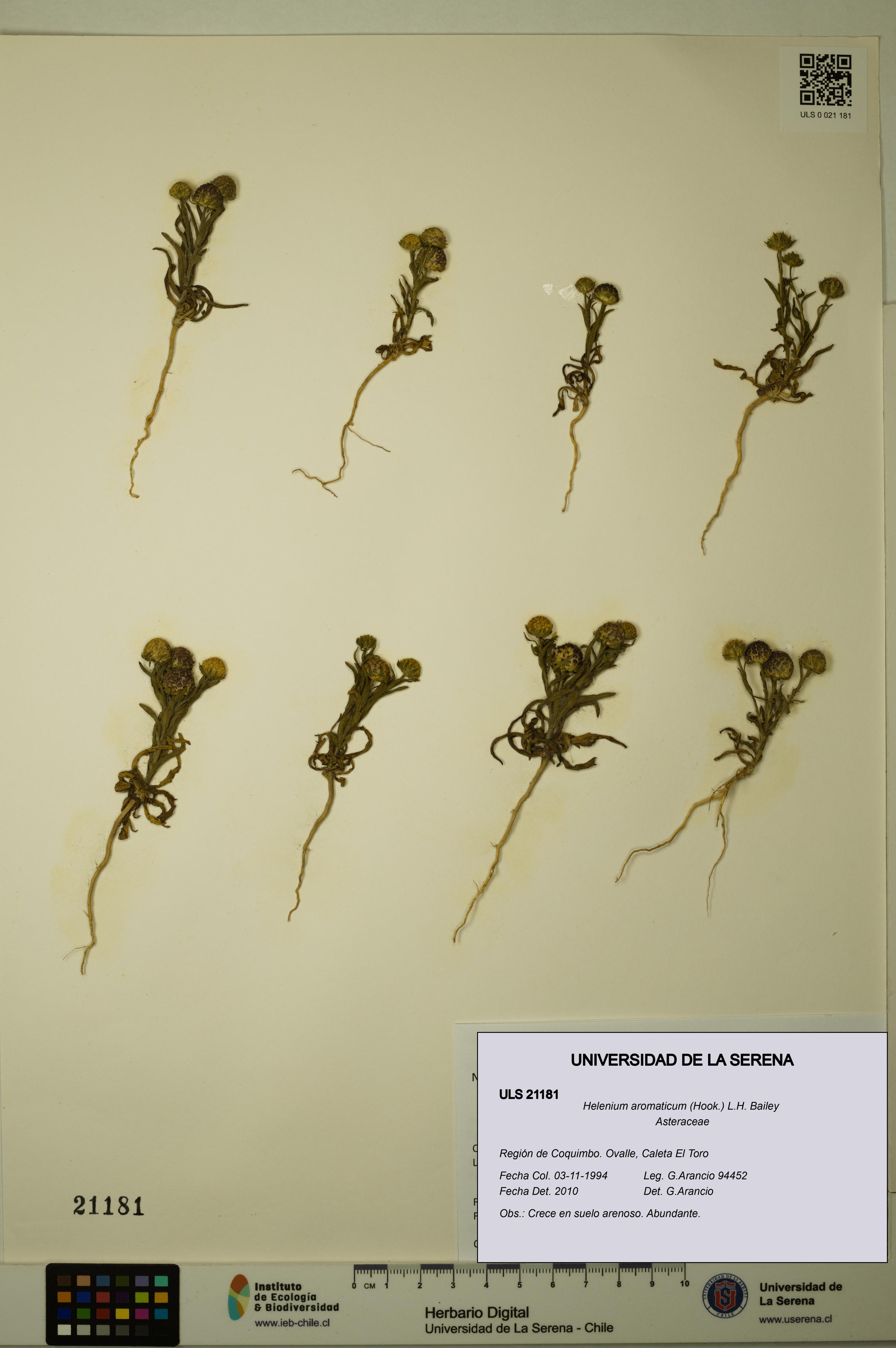 Helenium aromaticum [Espécimen: ULS:ULS:0021181]