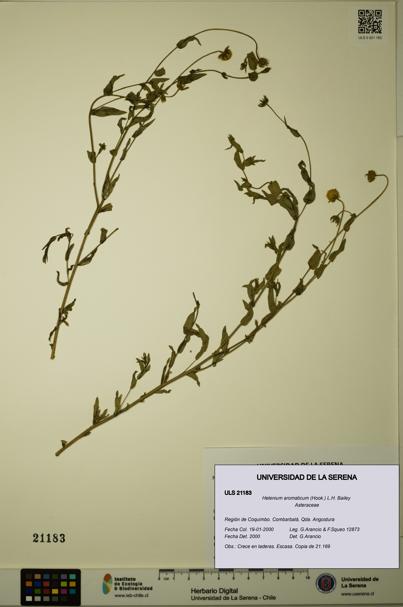 Helenium aromaticum [Espécimen: ULS:ULS:0021183]