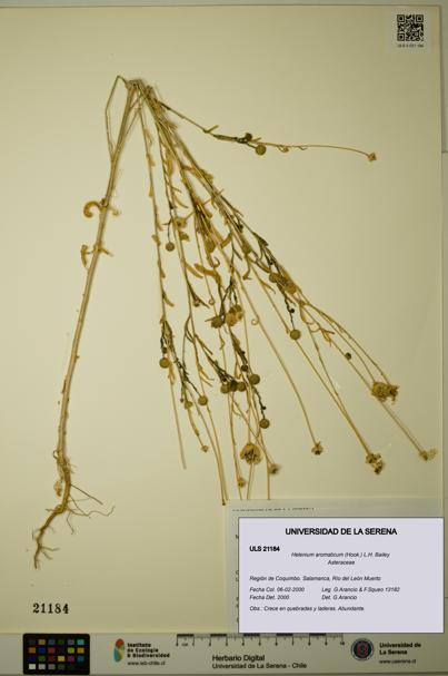 Helenium aromaticum [Espécimen: ULS:ULS:0021184]
