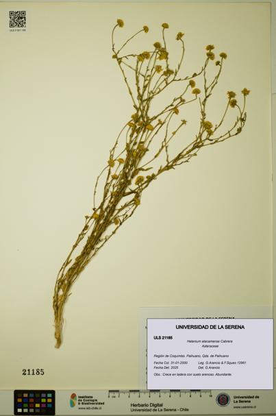 Helenium atacamense [Espécimen: ULS:ULS:0021185]