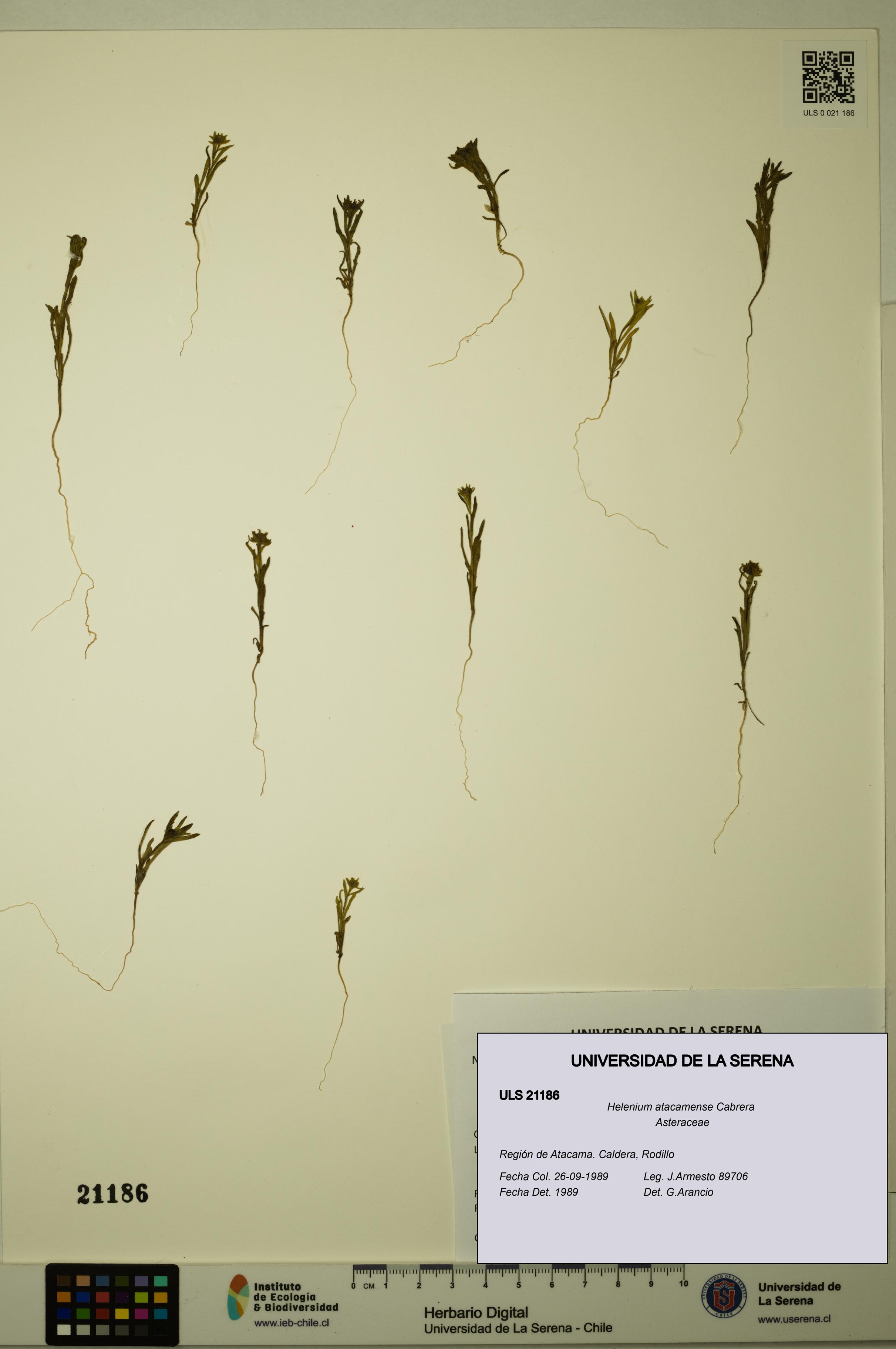 Helenium atacamense [Espécimen: ULS:ULS:0021186]