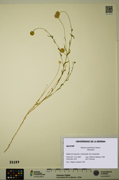 Helenium atacamense [Espécimen: ULS:ULS:0021187]