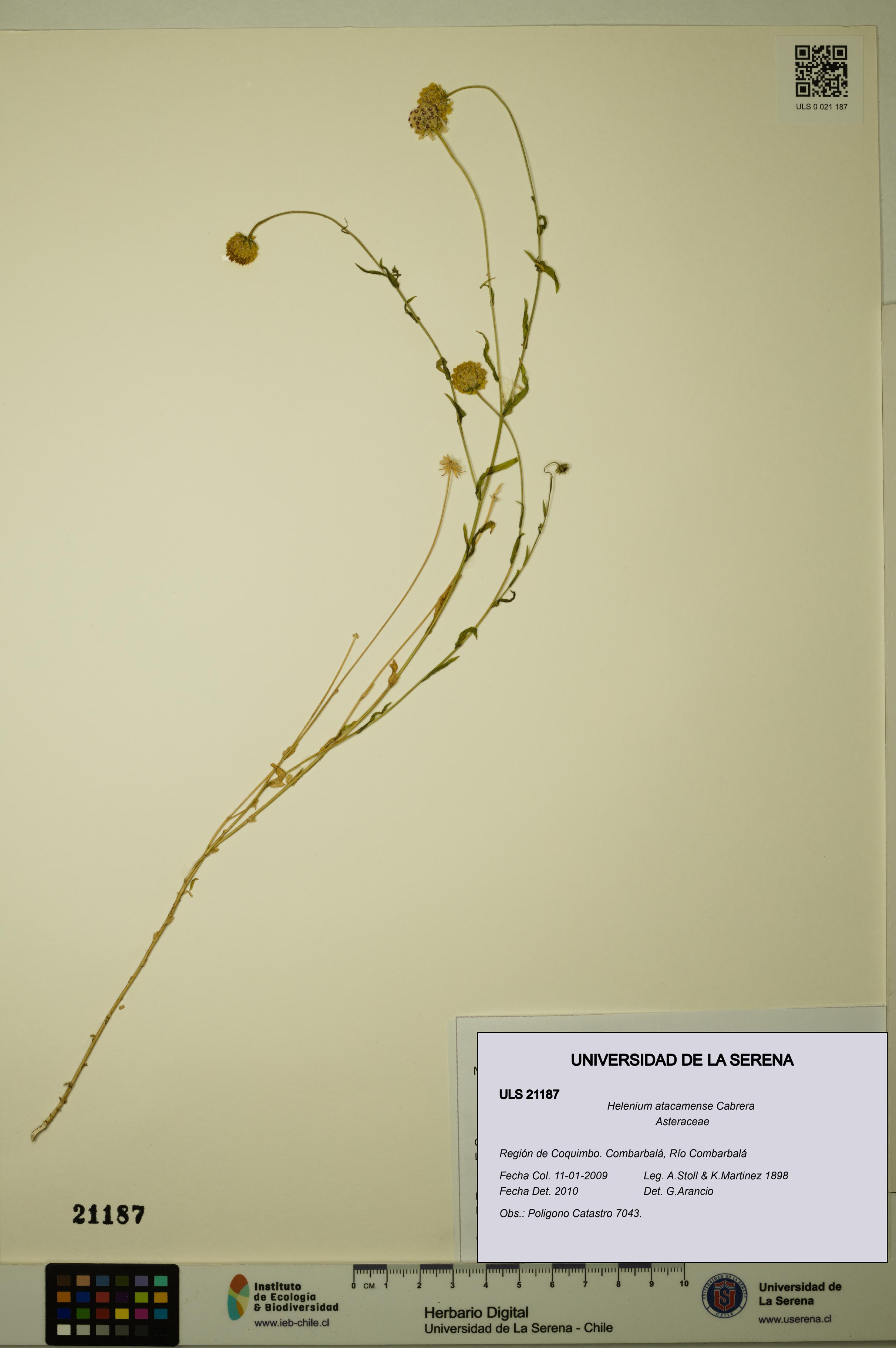 Helenium atacamense [Espécimen: ULS:ULS:0021187]