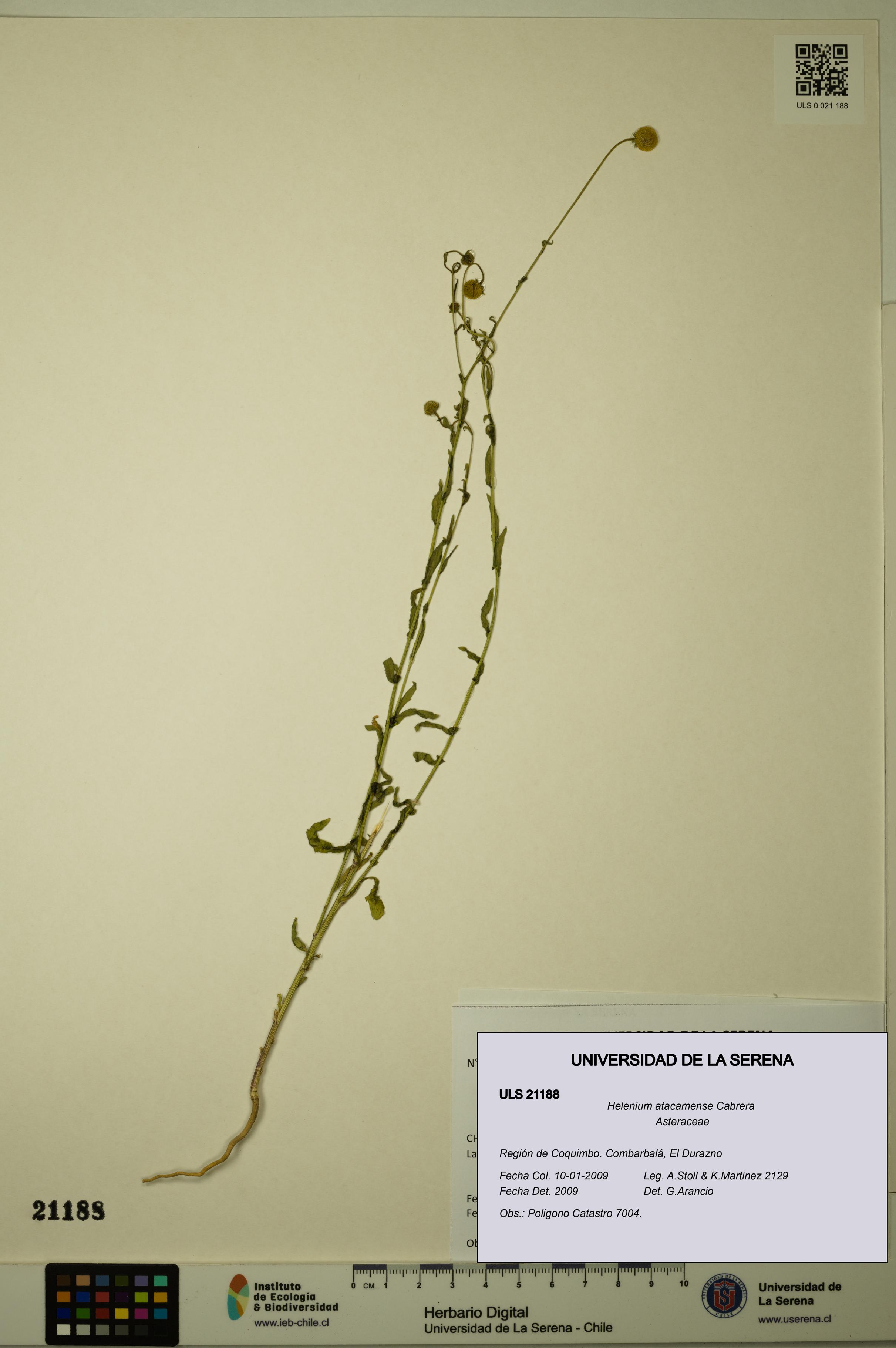 Helenium atacamense [Espécimen: ULS:ULS:0021188]
