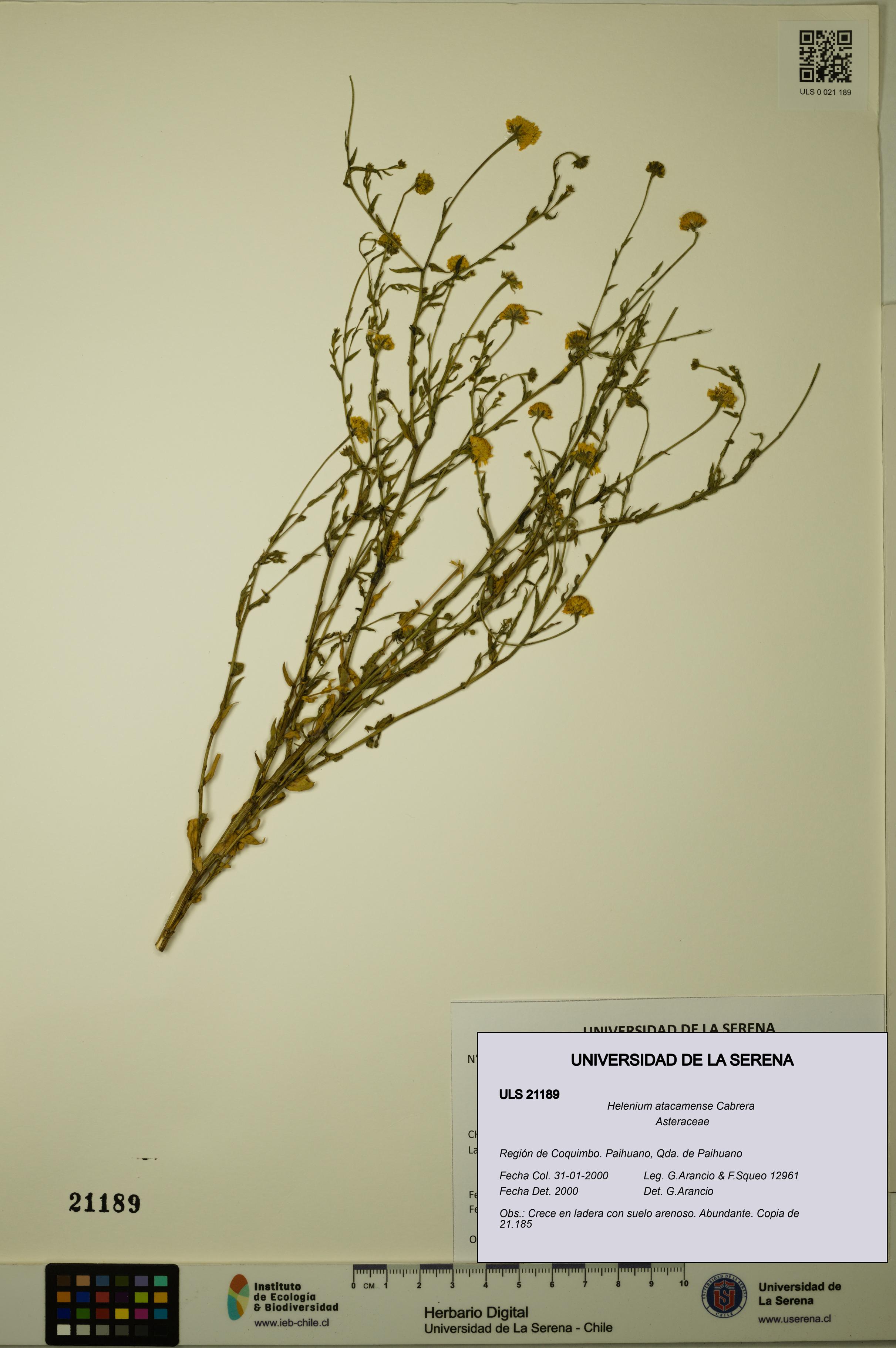 Helenium atacamense [Espécimen: ULS:ULS:0021189]