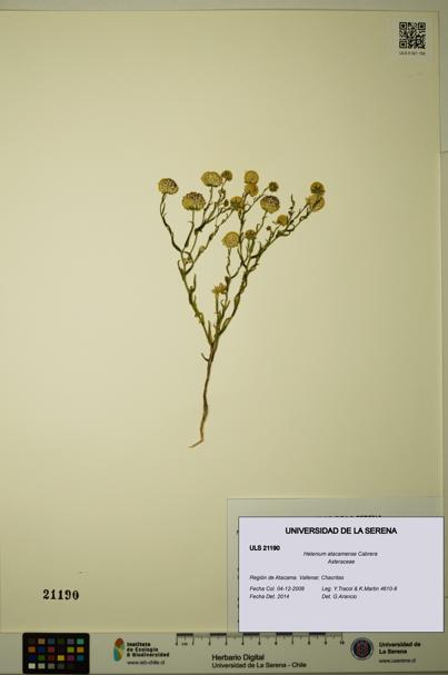 Helenium atacamense [Espécimen: ULS:ULS:0021190]