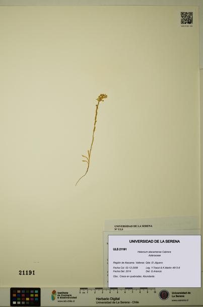 Helenium atacamense [Espécimen: ULS:ULS:0021191]