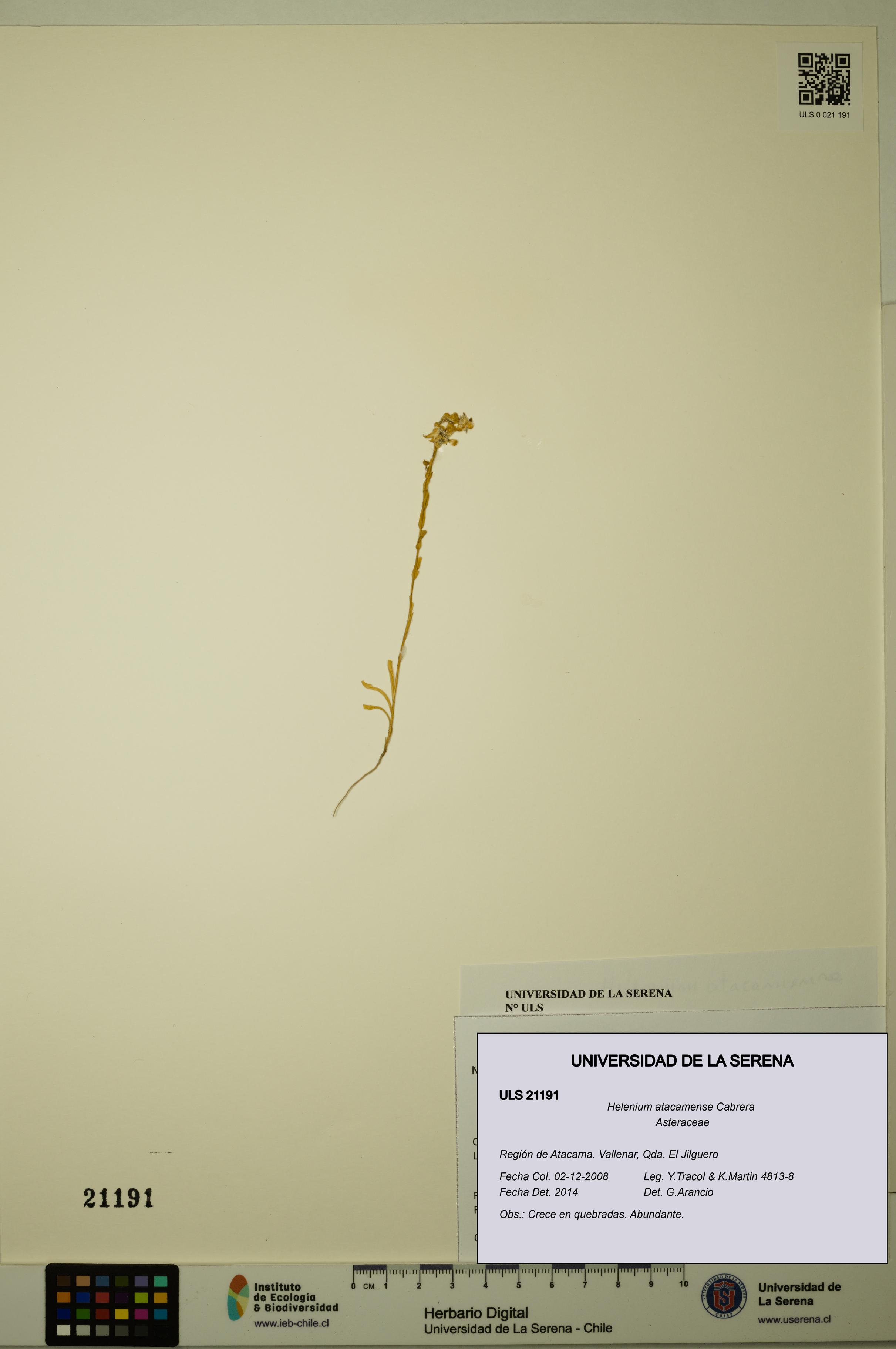 Helenium atacamense [Espécimen: ULS:ULS:0021191]