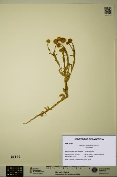 Helenium atacamense [Espécimen: ULS:ULS:0021192]