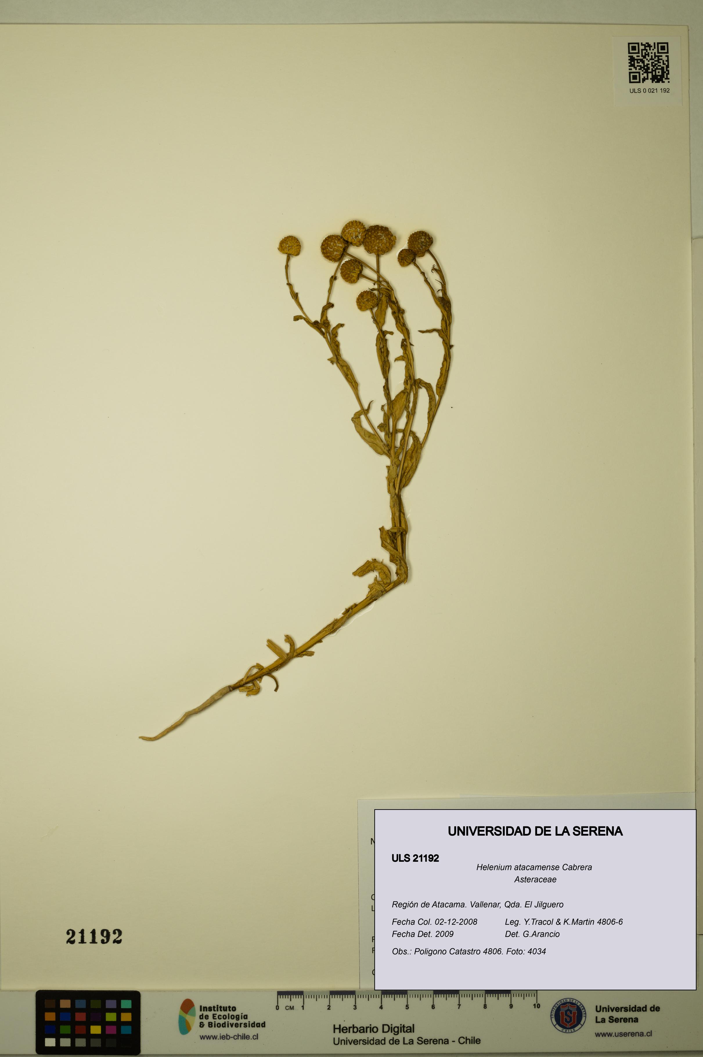 Helenium atacamense [Espécimen: ULS:ULS:0021192]