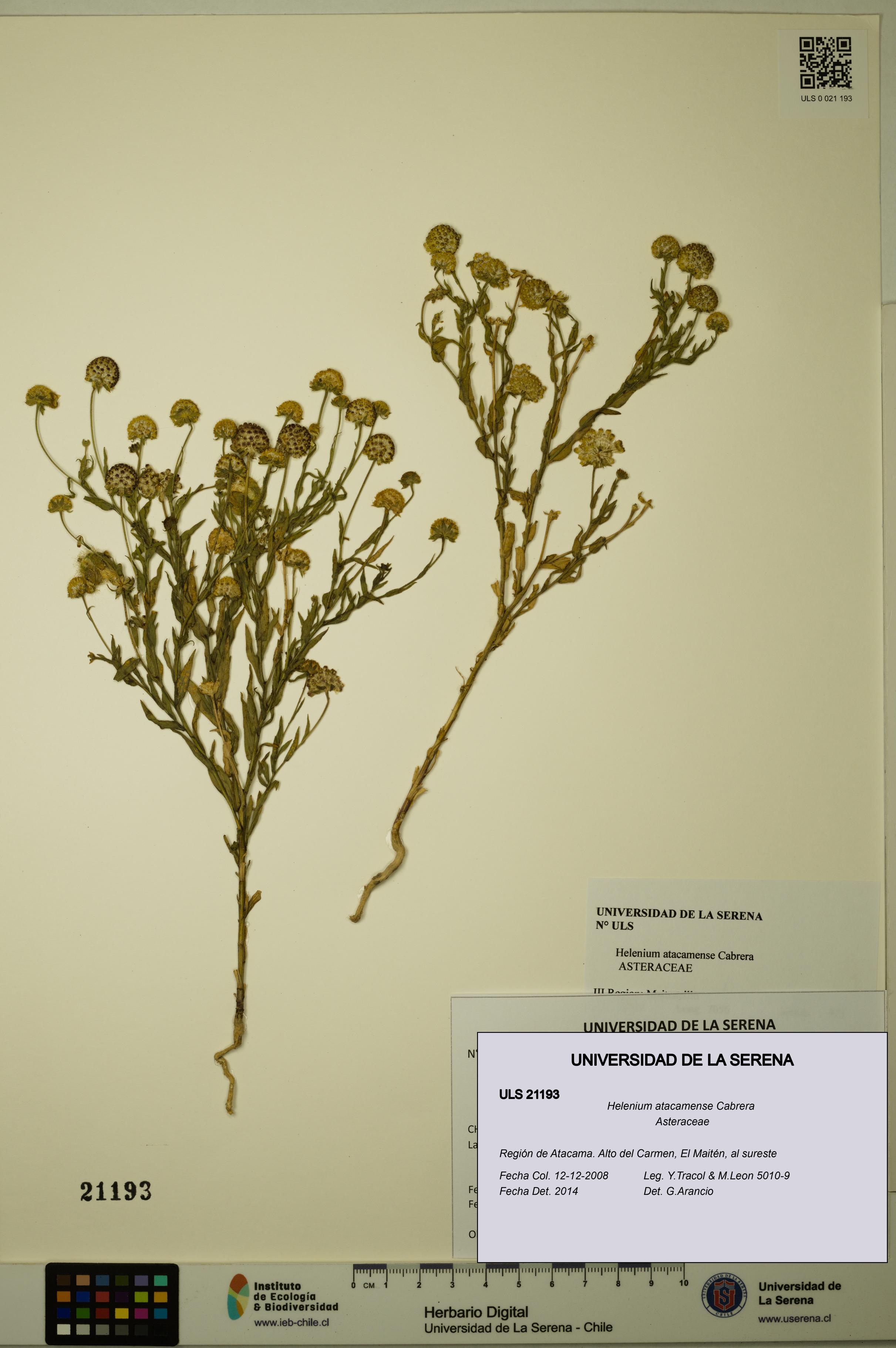Helenium atacamense [Espécimen: ULS:ULS:0021193]