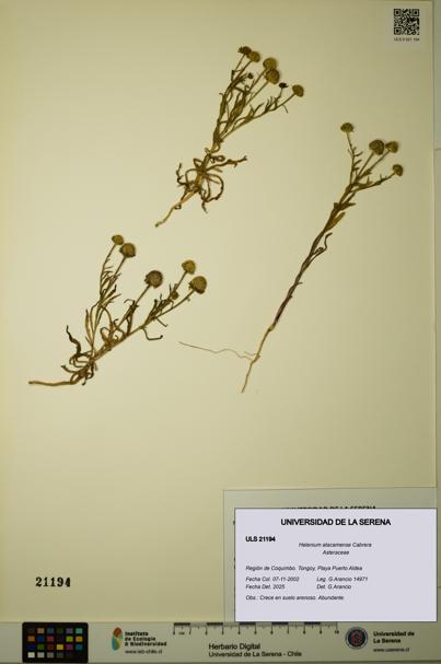 Helenium atacamense [Espécimen: ULS:ULS:0021194]