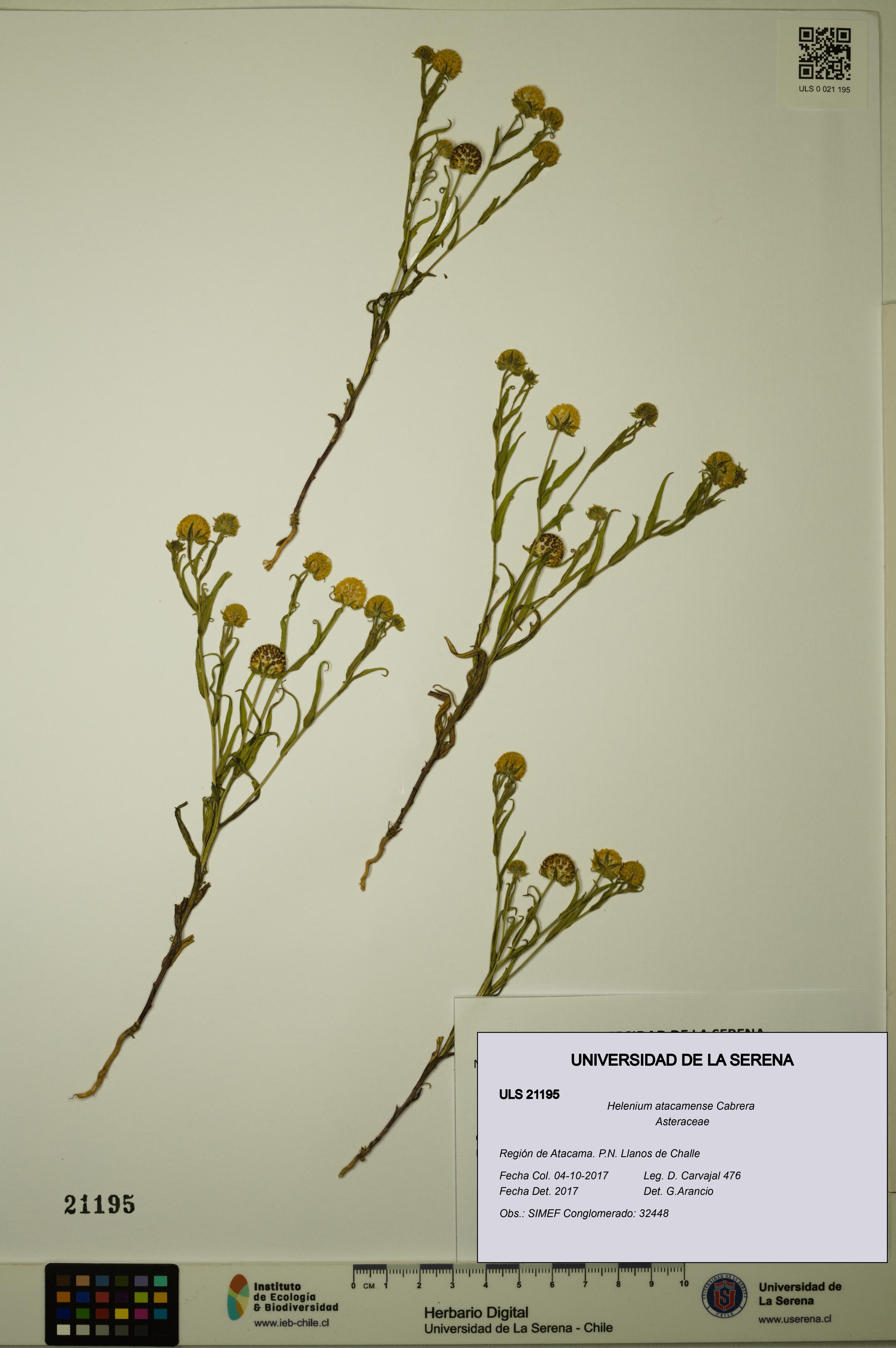 Helenium atacamense [Espécimen: ULS:ULS:0021195]
