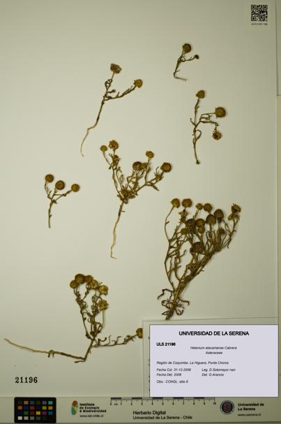 Helenium atacamense [Espécimen: ULS:ULS:0021196]