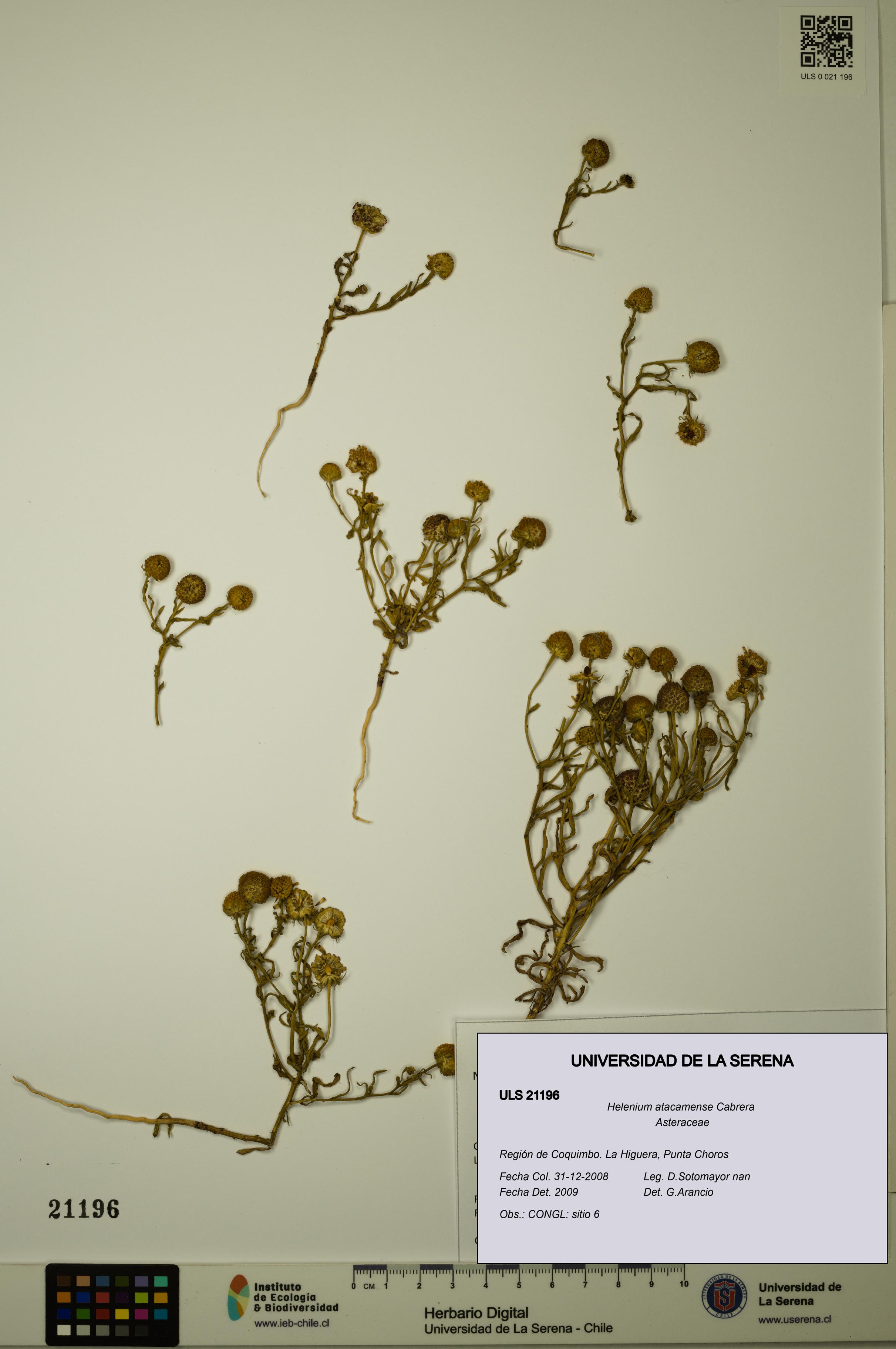 Helenium atacamense [Espécimen: ULS:ULS:0021196]