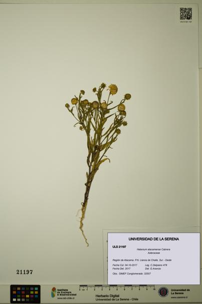 Helenium atacamense [Espécimen: ULS:ULS:0021197]