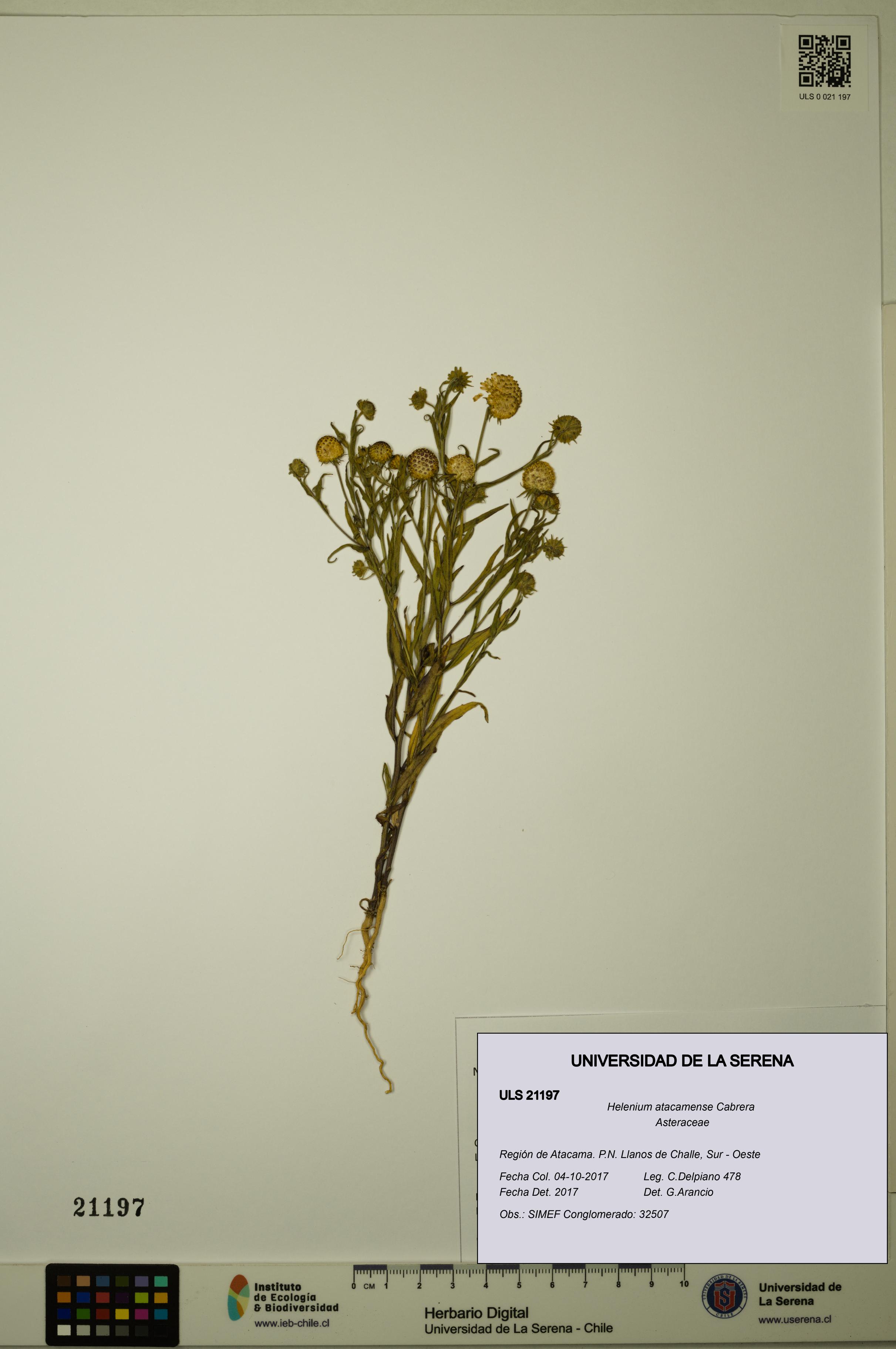 Helenium atacamense [Espécimen: ULS:ULS:0021197]