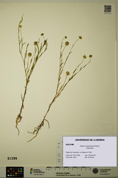 Helenium atacamense [Espécimen: ULS:ULS:0021198]