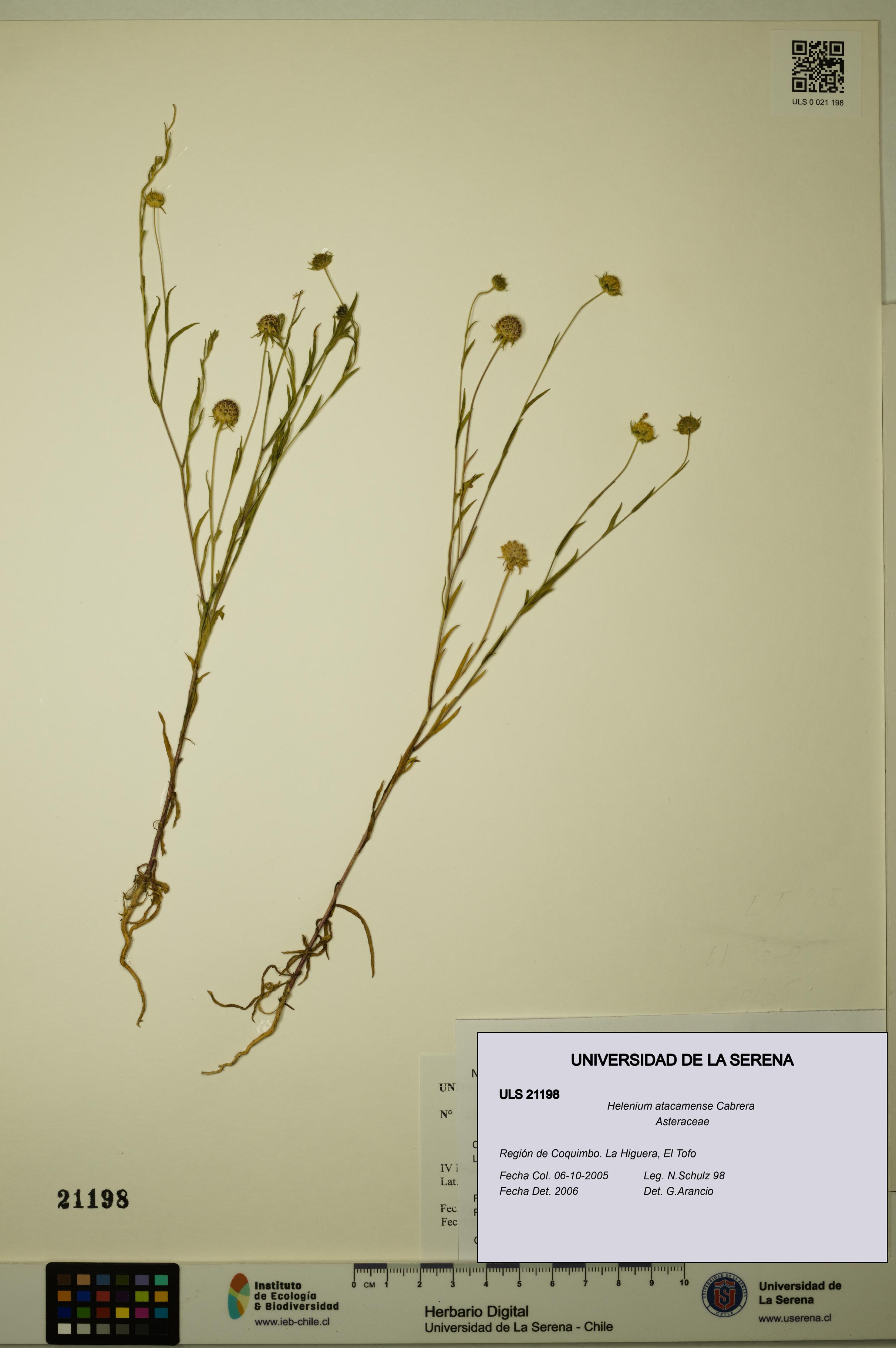 Helenium atacamense [Espécimen: ULS:ULS:0021198]