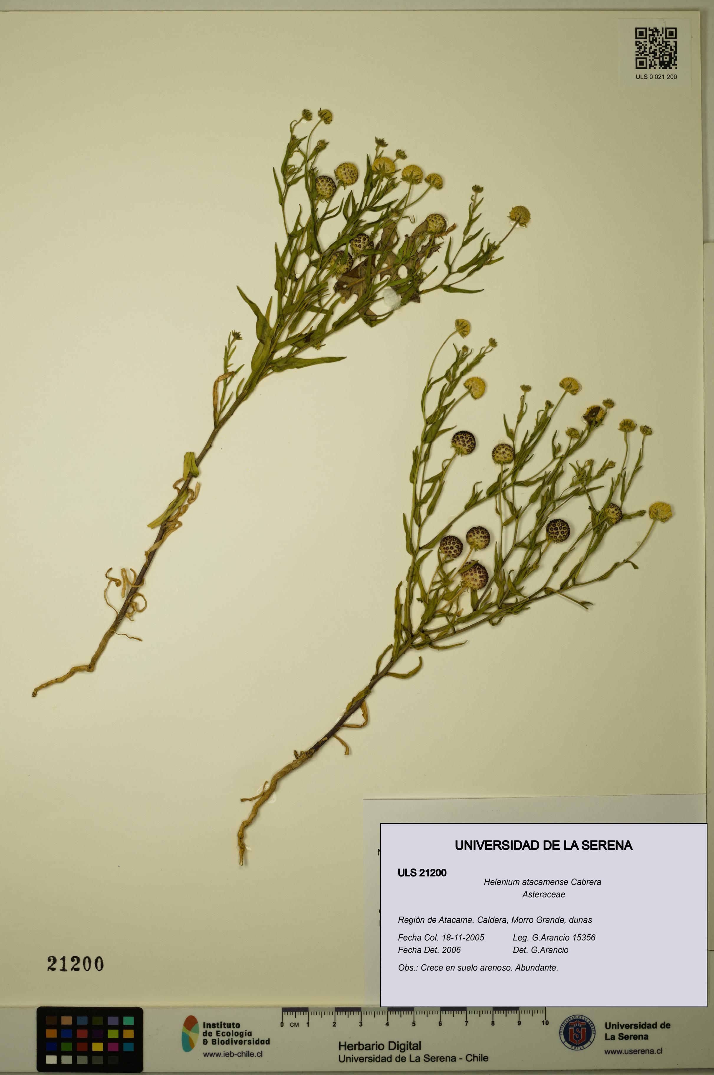 Helenium atacamense [Espécimen: ULS:ULS:0021200]